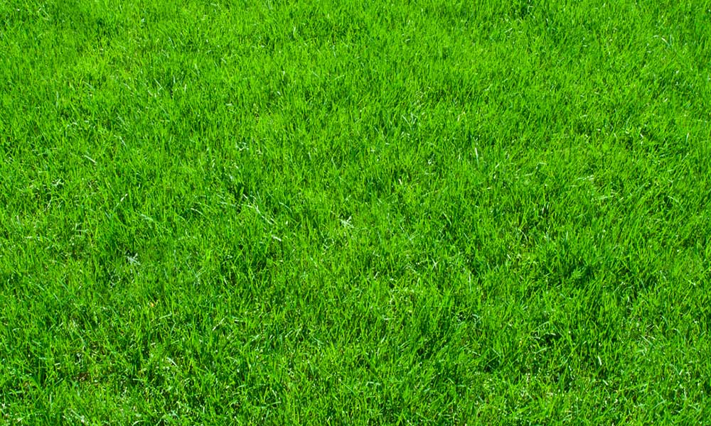 5 Tips For Having A Gorgeous Lawn