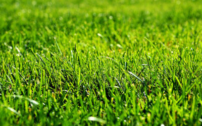 Revive your Lawn for Spring